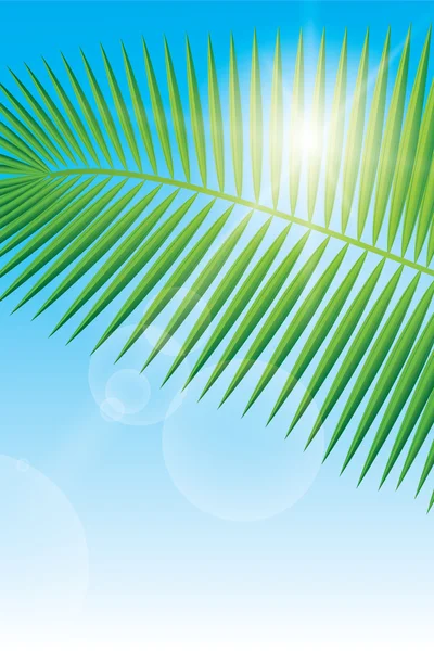 Sunlight and palm leaf — Stock Vector