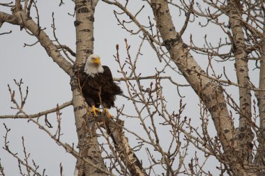 Bald Eagle watching from a bare tree