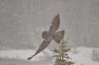 Great Grey Owl slying in a snowstorm