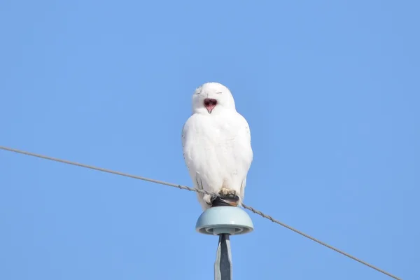 Снежная сова зевает, сидя на скамейке — стоковое фото