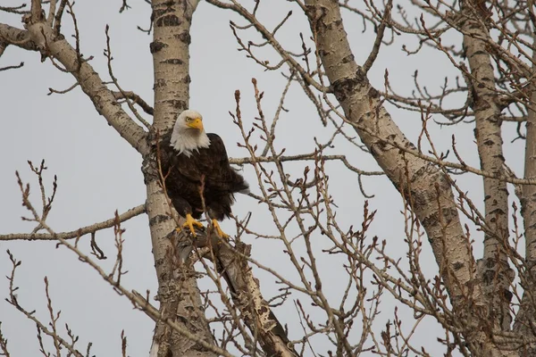 Águila calva mirando desde un árbol desnudo — Foto de Stock