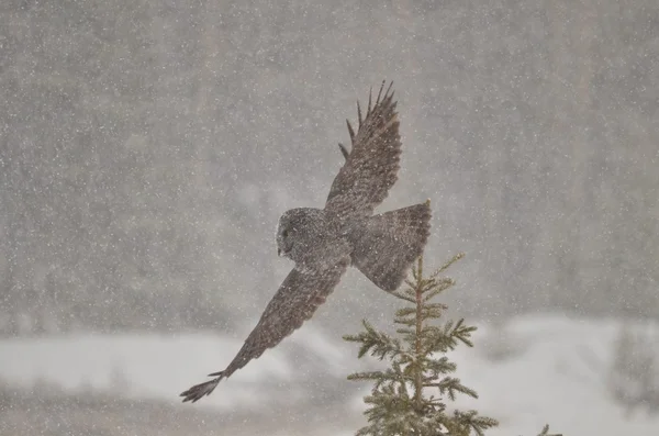 Great Grey Owl slying in a snowstorm — Stock Photo, Image