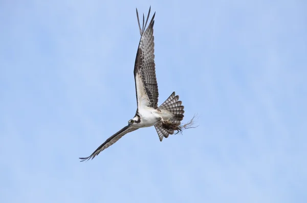 Osprey flying with nest material — Stock fotografie