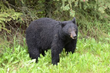 Wet Black Bear clipart