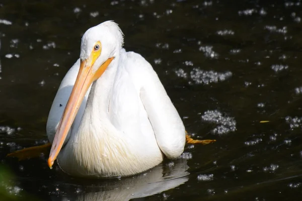 American White Pelican — Stock Photo, Image