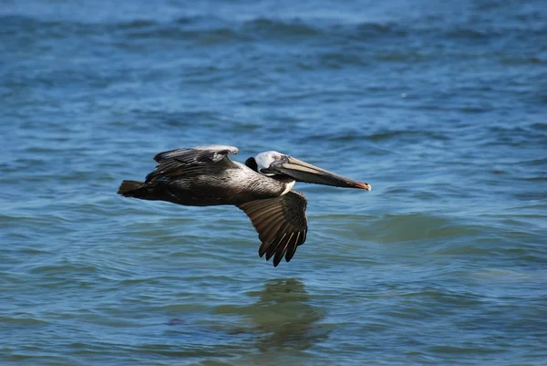 Pelicano marrom voando baixo sobre a água — Fotografia de Stock