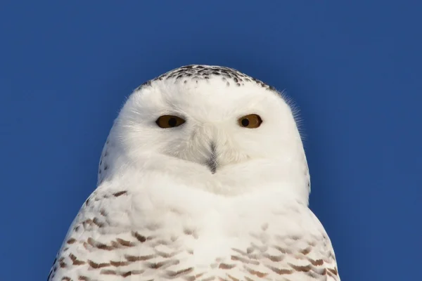 Snowy Owl staring closeup — ストック写真
