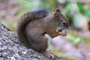 American Red Squirrrel feeding