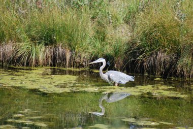 Great Blue Heron reflected in a still pond