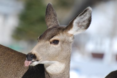 Female Mule Deer sticking out her tongue clipart