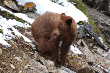 Juvenile Cinnamon Black Bear sticking out tongue