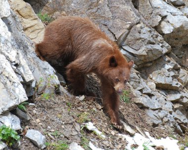 Juvenile Cinnamon Black Bear walking down rocky slope