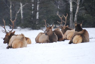 Elk herd sitting in the snow clipart