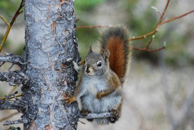 American red squirrel scratching his belly