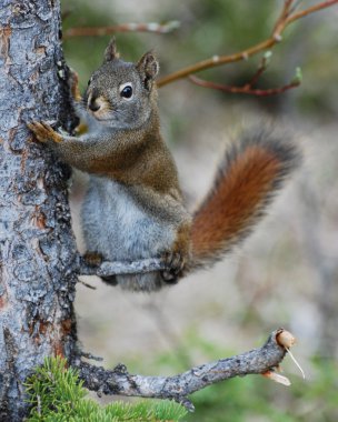 American red squirrel holding onto tree