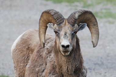 Bighorn Sheep staring clipart