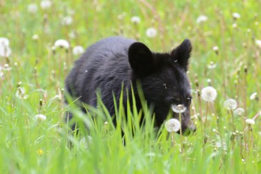 American black bear cub in grass