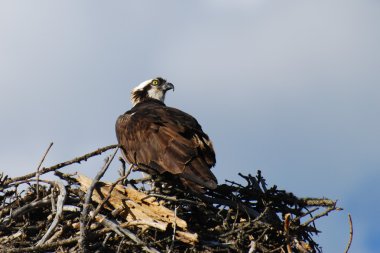 Osprey yuva üzerinde