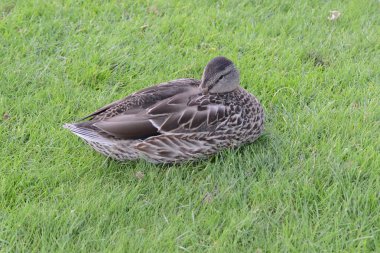 Female Mallard Duck with her head tucked under her wing