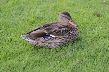 Female Mallard Duck (Anas platyrhynchos) sitting