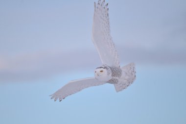 Snowy Owl flying clipart