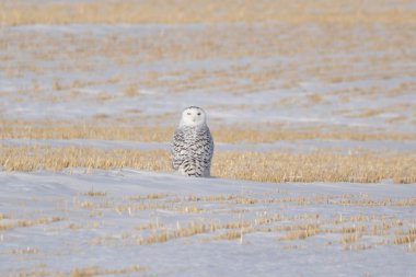 Snowy Owl sitting in a field looking backwards