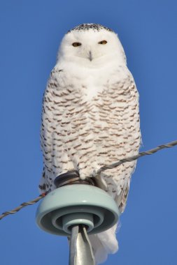 Snowy Owl (Bubo scandiacus) staring