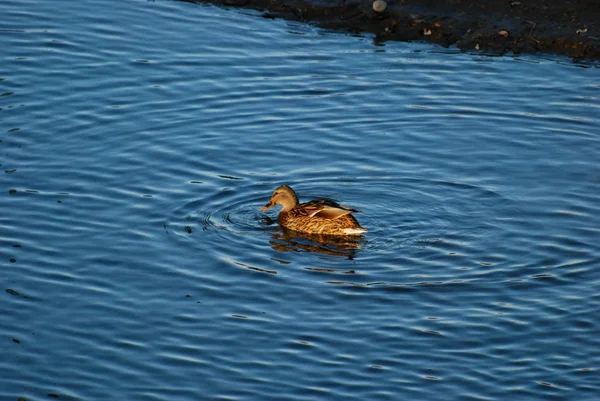 Female Mallard Duck floating on a pond — Stok fotoğraf