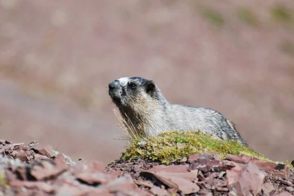 Hoary Marmot en la pendiente rocosa roja — Foto de Stock
