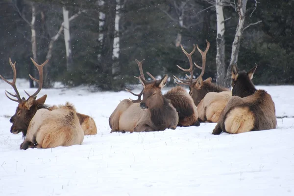 Karda oturup geyik sürüsü — Stok fotoğraf