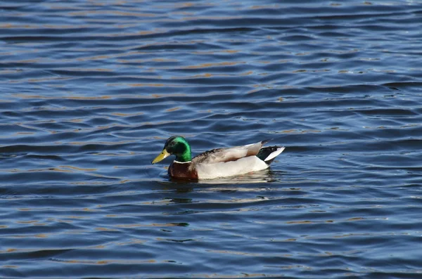 Serene Mallard Duck floating on a ruffled pond — Stock Photo, Image