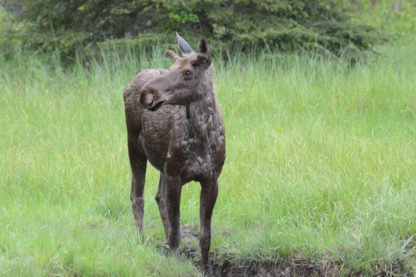 Young Moose di bidang hijau — Stok Foto