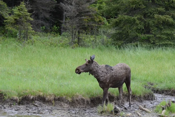 Young Moose oleh pohon — Stok Foto