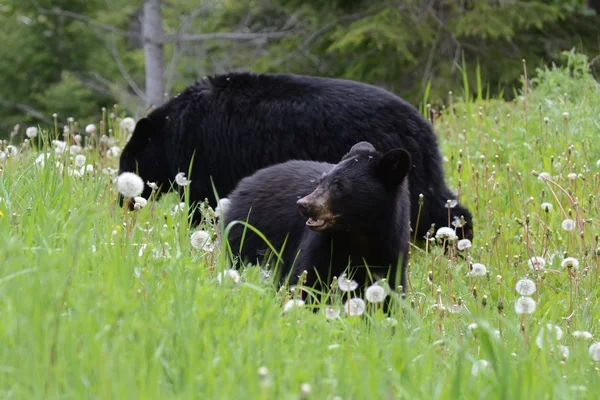 Cachorro de oso negro americano con adulto — Foto de Stock