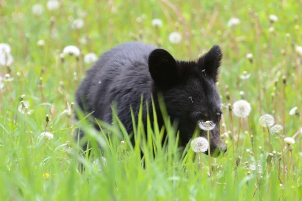 stock image American black bear cub in grass