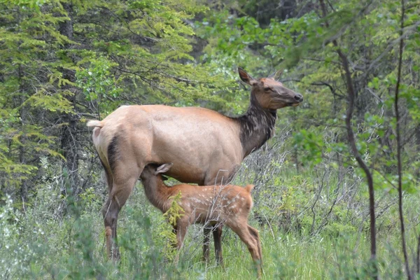 Female Elk nursing her fawn — Stok fotoğraf