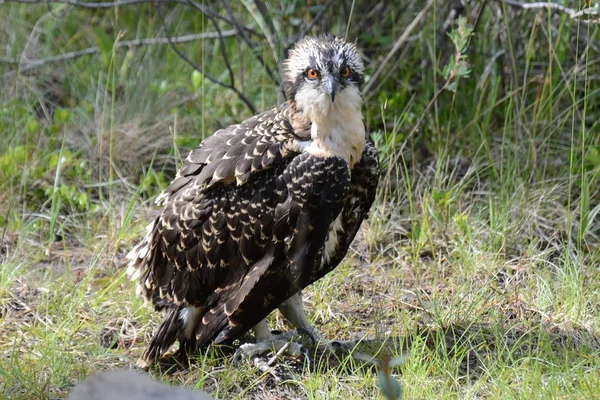 Young Osprey on the ground — Stock Photo, Image