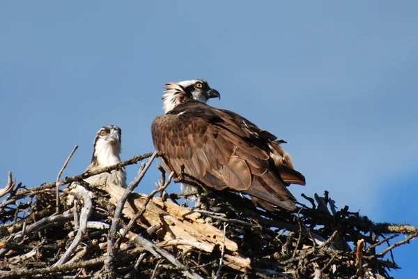 Osprey on nest with chick — Stock Photo, Image