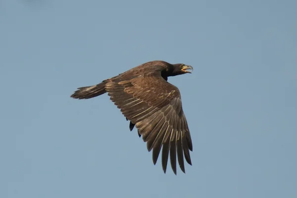 Golden Eagle flying — Stock Photo, Image