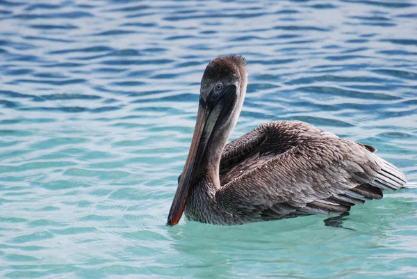 Brown Pelican floating — Stock Photo, Image