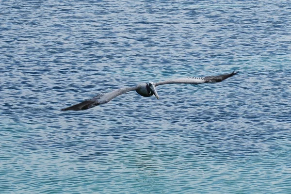 Коричневый пеликан пролетает над синим морем — стоковое фото
