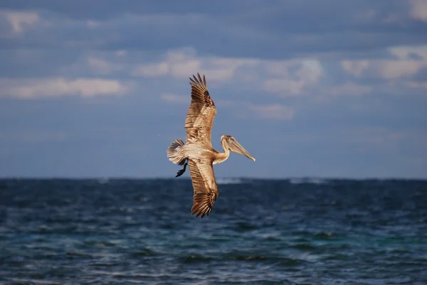 Pelicano marrom prestes a mergulhar — Fotografia de Stock