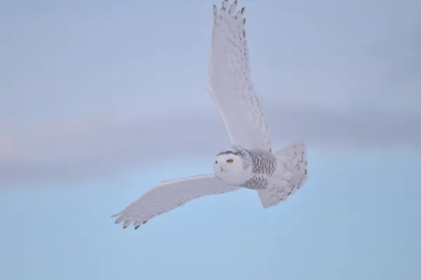 雪鸮飞行 — 图库照片