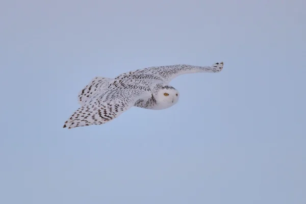 雪鸮飞行 — 图库照片
