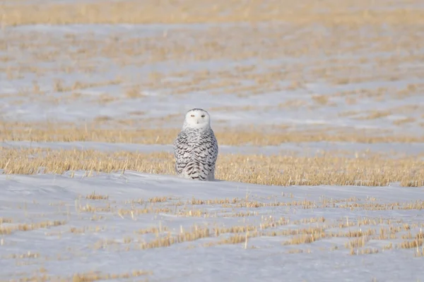 Snowy Owl sitting in a field looking backwards — Stockfoto