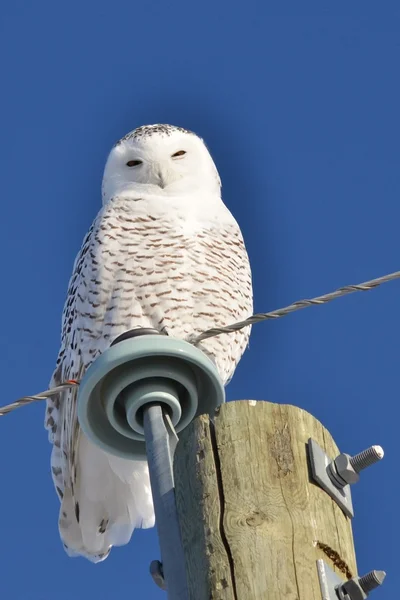 Stock image Snowy Owl perched