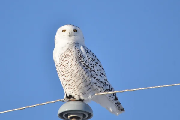 Sneeuwuil zat — Stockfoto