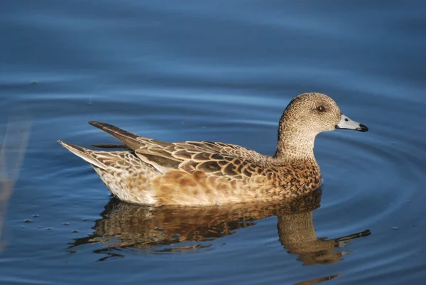 Female Mallard duck — Stock Photo, Image