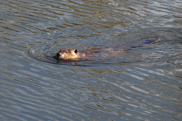 Beaver zwemmen — Stockfoto