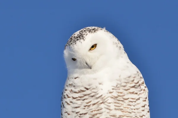 Closeup of a Snowy Owl with her head — Stockfoto
